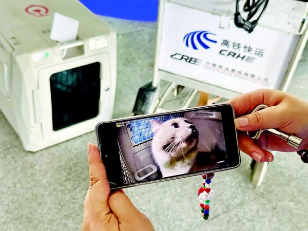 聚宝盆配资 大连到北京宠物走一趟“车票”360元