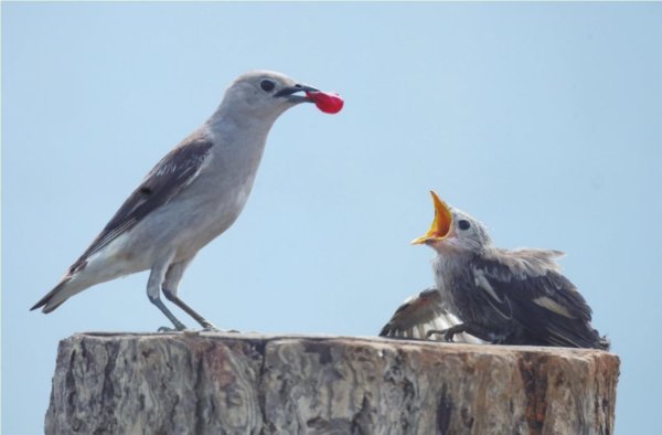 MOM操盘网 大麦科湿地迎“客”来谱写一曲生命赞歌